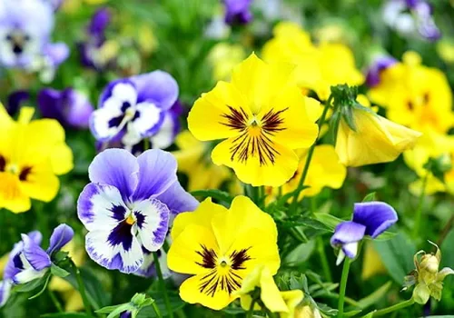 Miniatura 4 de Mezcla de semillas de bambú de viola multicolor, más de 50 semillas para plantar sin OMG