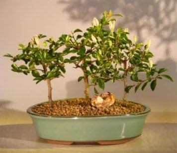 Bonsai Boy 's floración Lavanda Star Flor Bonsai 3 Árbol Bosque Grupo Grewia Occidentalis