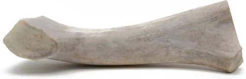 QT Dog Medium Antlers - Masticable para perros 100% natural de larga duración, lleno de proteínas de origen ético y masticadores dentales bajos en