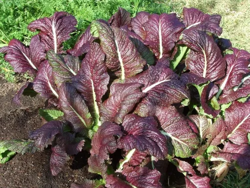 Miniatura 3 de TomorrowSeeds - Japanese Giant Red Mustard Green Seeds - 18,000+ Count - for 2026 Planting Non-GMO Heirloom Purple Garden Vegetable Collards Green