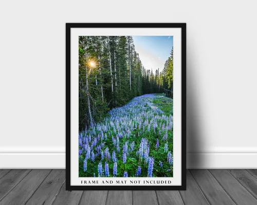Miniatura 3 de Impresión de fotografía de las Montañas Rocosas (no enmarcado) Imagen vertical de altramuz morado en bosque de pinos en Montana Wildflower Wall Art