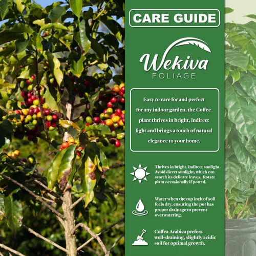 Miniatura 2 de Planta de café – 1 planta de inicio vivo – Coffea Arabica – Hermosa planta de interior de fácil cuidado para el patio y jardín comestibles