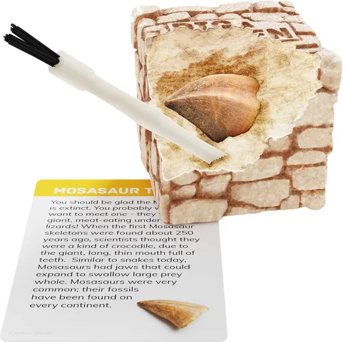 Miniatura 2 de Dan&Darci Excava una Docena de Ladrillos Fósiles - Rompe 12 Bloques y Descubre 12 Fósiles Reales Únicos - Rellenos para Cestas Arqueología Ciencia