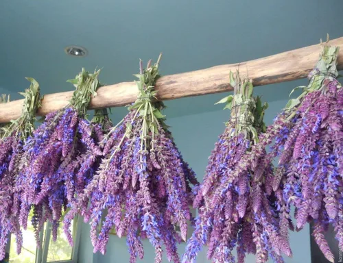 Miniatura 3 de Salvia de jardín (Salvia Officinalis) Hierbas sin OMG para plantar