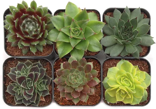 Miniatura 10 de Mountain Crest Gardens Sempervivum - Paquete variado de suculentas – 20 plantas de roseta vivas resistentes, sin repeticiones, enraizadas en macetas