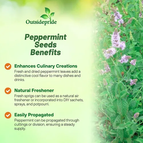Miniatura 3 de Outsidepride Semillas de menta para plantar, 1000 piezas de crecimiento compacto perenne, semillas de hierbas fáciles de cultivar con follaje