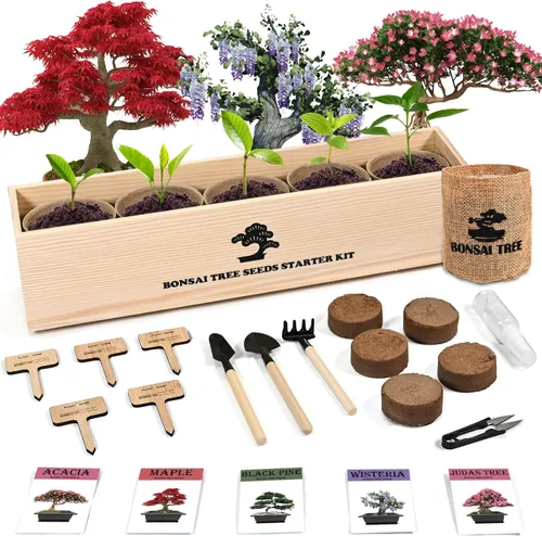 Kit de inicio de jardín bonsái para interiores, 5 semillas que crecen en arce rojo, glicina, pino negro, árbol de judas, acacia, incluye macetas