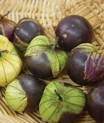 Miniatura 3 de Semillas Purple Cape Gooseberry Goldenberry Groung Cherry Physalis Vegetal sin OMG para plantar