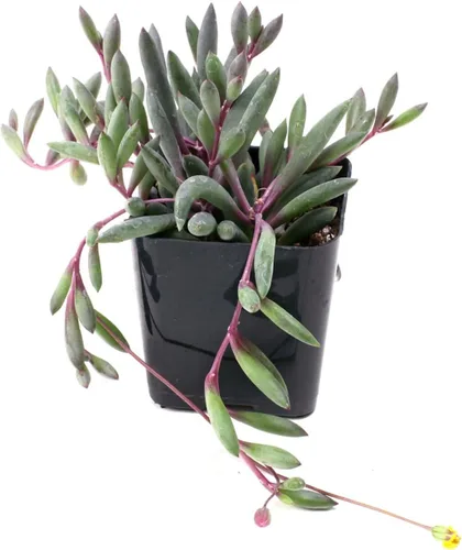 Miniatura 4 de Mountain Crest Gardens Paquete de Suculentas Trailing & Strings - 12 Plantas Vivas en Macetas de 2 Pulgadas - Suculentas Reales para Jardineras
