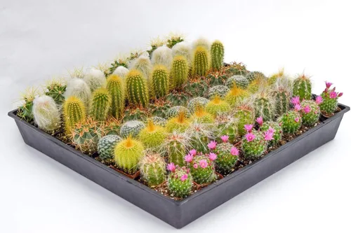 Miniatura 5 de Plantas de cactus vivas – Pequeño surtido de plantas de cactus de 2 pulgadas – Plantas de cactus en maceta completamente enraizadas – Juego
