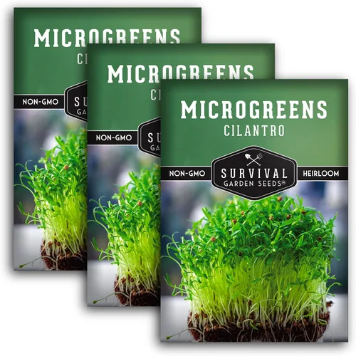 Miniatura 11 de Semillas de cilantro microgreen para germinar – Semillas de cilantro de reliquia sin OMG para microgreens frescos y sabrosos – Cultivo