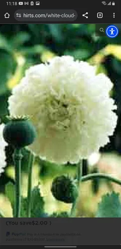 Miniatura 3 de Nube Blanca Rara Pom Pom Semillas de Amapola Orgánica 0.04 oz 3500 Semillas Papaver Somniferum