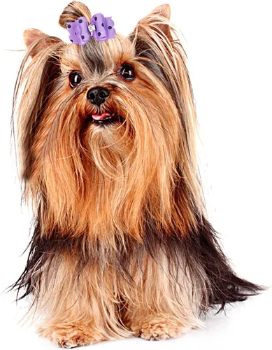 Miniatura 7 de PET SHOW 20 lazos para el pelo de perros pequeños con bandas de goma para cachorros, gatos, moño a juego, accesorios de aseo para el cabello