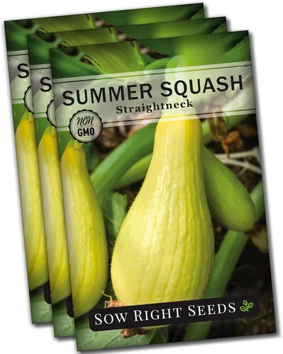 Miniatura 5 de Sow Right Seeds - Semillas de calabaza amarilla de cuello recto para plantar - Paquete de reliquia sin OMG con instrucciones para plantar un huerto