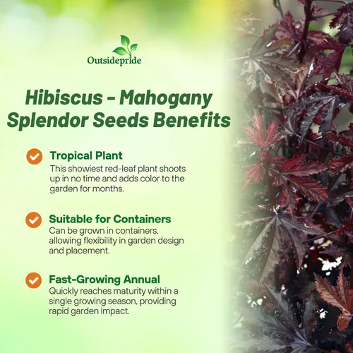 Miniatura 3 de Outsidepride Semillas de hibisco esplendor de caoba – 20 piezas de semillas de flores perennes para plantar polinizadores, follaje elegante y denso
