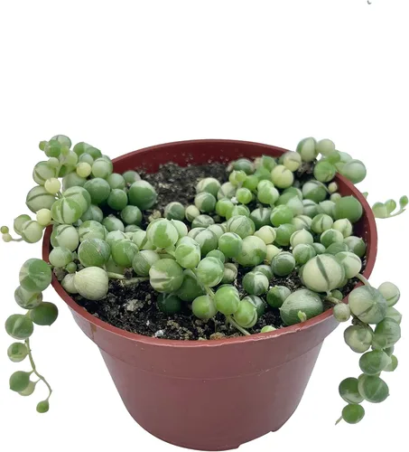 Miniatura 6 de Suculenta Viva Cadena de perlas abigarradas de 4 pulgadas, plantas suculentas vivas, plantas suculentas totalmente enraizadas, planta colgante