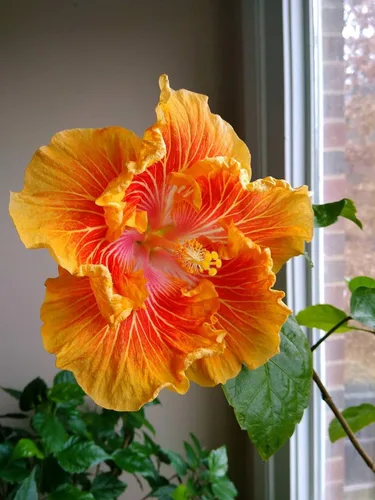 20 semillas de hibisco amarillo naranja flores perennes flor flor flor jardín árbol