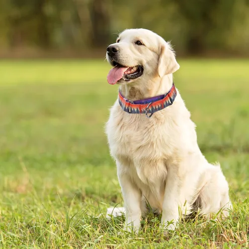 Miniatura 5 de Collar Martingale para perros, ajustable, de nailon suave, con diseño de bosque, para perros pequeños, medianos y grandes, collar de entrenamiento 3