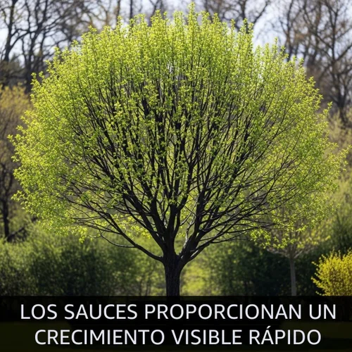 Miniatura 4 de Blackskin Willow Bonsai Tree Cutting to Grow - Ramas oscuras raras, bonsái fácil de cultivar para decoración de interiores y exteriores, apto