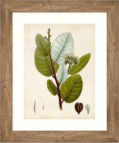 Amanti Art Impresión artística enmarcada para pared, 24 x 20 pulgadas, follaje verde I de Vision Studio, arte de pared de flores, decoración