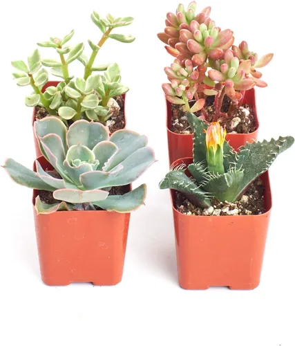 Miniatura 2 de Shop Suculents Colección surtida Surtido variado de plantas reales suculentas de interior, totalmente plantadas, paquete de 4 unidades.