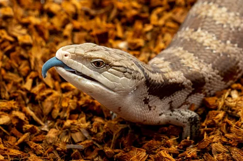 Miniatura 3 de RediChip - Ropa de cama de reptiles, sustrato de chips de coco mediano suelto, 12 cuartos de galón, mantillo de cáscara de coco para hábitat