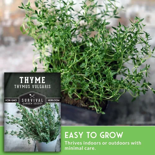 Miniatura 4 de Semillas de tomillo para plantar en interiores o exteriores, semillas de tomillo inglés (Thymus Vulgaris) para jardines de hierbas del hogar