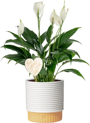 Miniatura 16 de Costa Farms Peace Lily - Planta viva en maceta decorativa, planta de interior purificadora de aire, perfecta para decoración del hogar, habitación u
