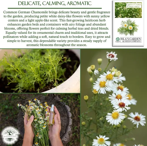 Miniatura 5 de Semillas de flores/hierbas "Manzanilla alemana común" para plantar, más de 1000 semillas por paquete, semillas de jardín de Isla