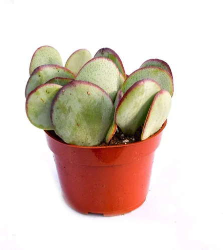 Miniatura 7 de Planta suculenta crassula viva - Suculenta crassula de 4 pulgadas totalmente arraigada (Crassula Gollum)