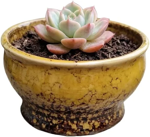Miniatura 60 de Bonita maceta circular de cerámica para decoración del hogar y jardín, suculentas, cactus, maceta no incluida (azul, 3.19 pulgadas)