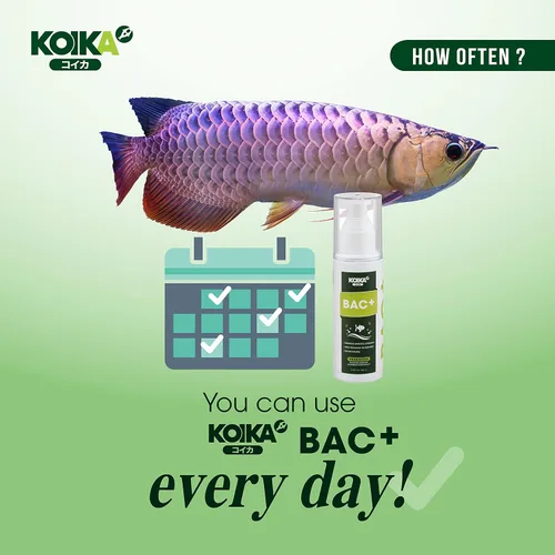 Miniatura 5 de KOIKA BAC+ Probióticos para acuarios, estimulantes de la inmunidad, resistencia a enfermedades y mejoran el sistema digestivo (BAC+,3.6 fl oz)