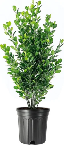 Boj de gema de invierno | Plantas de tamaño grande de 1 galón | Buxus Microphylla Japonica | Arbusto de seto de hoja perenne formal resistente al