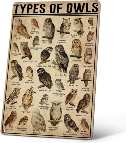 Types Of Owls - Letreros de metal vintage, póster educativo para el hogar, baño, aula, cafetería, decoración de pared, regalo para los amantes de