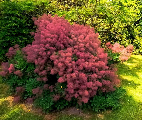 Semillas de árbol ahumado para plantar - 40 semillas para crecer de Cotinus coggygria - Flores rosas exóticas en forma de humo