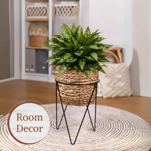 Miniatura 4 de Aglaonema - Colección de plantas vivas (paquete de 4) - Plantas de hoja perenne chinas en macetas de 2 pulgadas Plantas de interior de fácil
