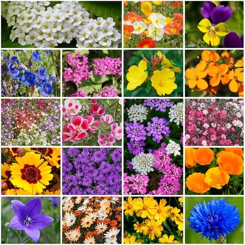 Miniatura 12 de Cultiva tu propia mezcla vibrante de semillas de jardín de flores silvestres anuales y perennes, variedades para polinizadores y jardines de Mezcla