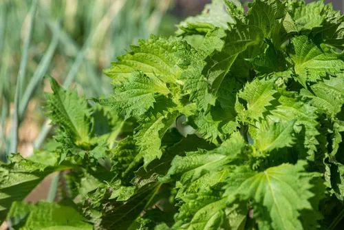 Miniatura 4 de Semillas Shiso, paquete de más de 1500 semillas de perilla para plantar