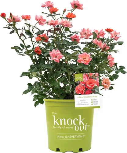 Green Promise Farms Rosa Knock Out (Reblooming) Rose, contenedor tamaño 2, flores de coral