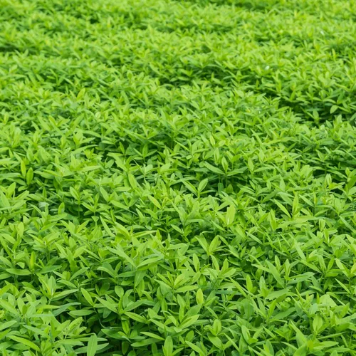 Miniatura 5 de Mountain Valley Seed Company - Mezcla de semillas para cultivo de cubierta sin labranza para granja y jardín - 11.34 kg a granel - Mezcla