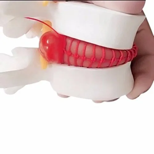 Miniatura 3 de DENTAL Color blanco oral 1:1.5 vértebras lumbares humanas anatómicas degenerativas lumbares modelo de columna vertebral humana US Stock