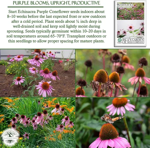 Miniatura 5 de Semillas de flores de equinácea púrpura de equinácea para plantar, más de 750 semillas de flores por paquete, semillas de jardín de Isla
