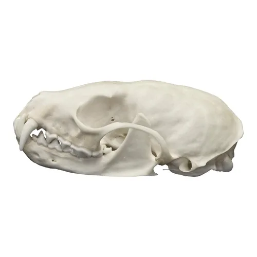 Miniatura 4 de Calavera de Marten Americana Real Una Calidad