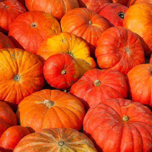 Semillas de jardín de calabaza de Cenicienta (Rogue VIF d'Etampes) – 1 onza – Calabazas tradicionales francesas – Sin OMG – Variedad rojo-naranja –