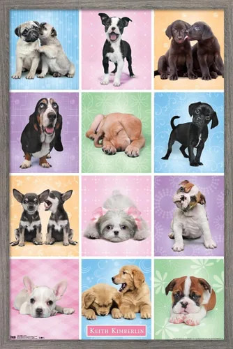 Miniatura 10 de Trends International Póster de pared Puppies Cuties, 22.375 x 34 Versión con marco negro