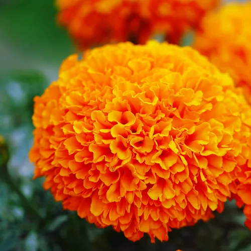 Miniatura 11 de Park Seed Whopper - Semillas de flores de caléndula amarilla, flores gigantes de 4 pulgadas totalmente dobles, tolerantes a la botrytis y Amarillo
