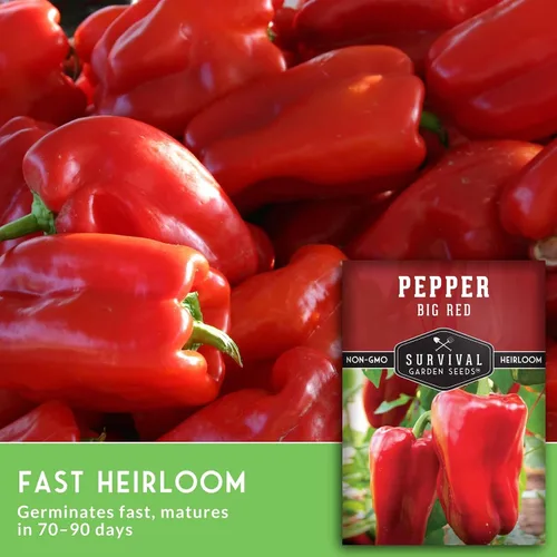 Miniatura 5 de Semillas de pimiento rojo grande para plantar Pimientos rojos tradicionales de pared gruesa – Polinizado abierto sin OMG – Semillas de jardín