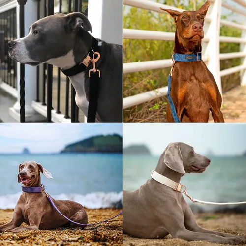 Miniatura 3 de ARING PET Correa para perro, correas de terciopelo para perro, collares a juego, hecha a mano, resistente correa de terciopelo negro para perros