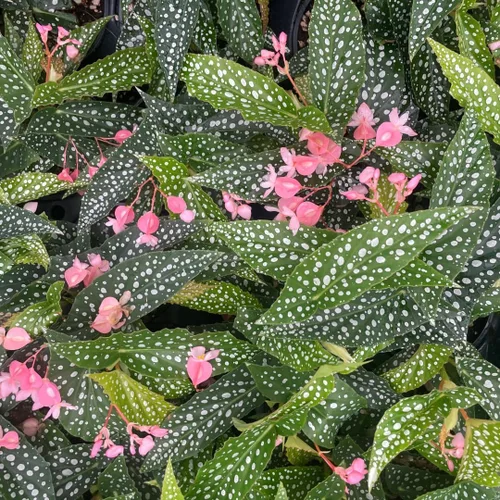 Miniatura 3 de Begonia - Planta viva para exteriores, puede crecer como begonia llorona, planta de floración de rápido crecimiento y fácil cuidado