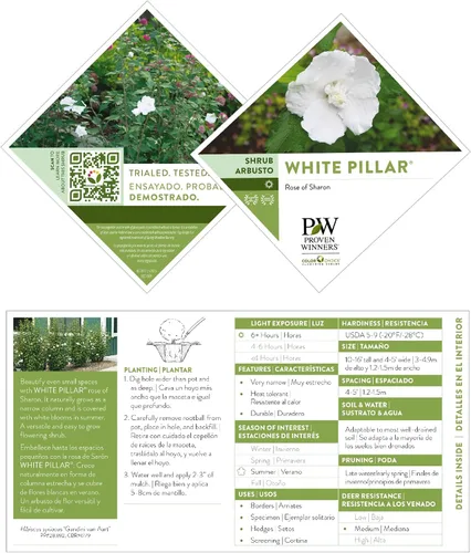 Miniatura 8 de s 2 Gal. Pilar Blanco Rosa de Sharon (Hibisco) Arbusto
